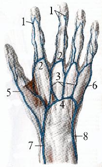 main naturelle - Fabriquer une main artificielle