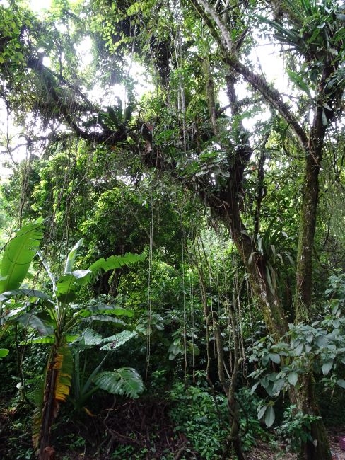 Palenque, forêt tropicale ... antimoustique indispensable !