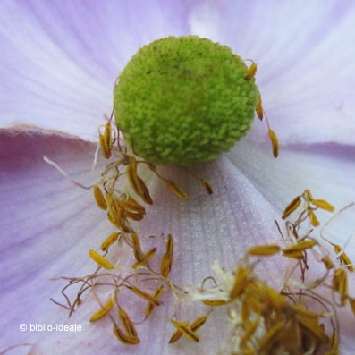 anemone_17_08_11