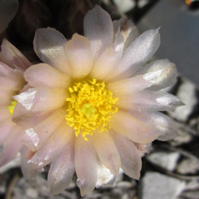 pédiocactus.jpg