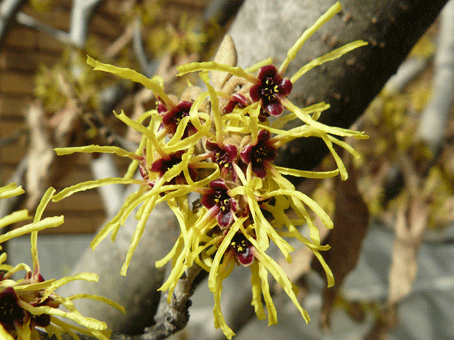 hamamelis