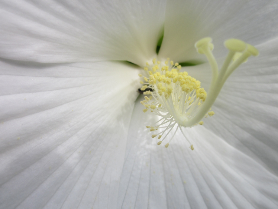 hibiscus_convergence_31_08_1IMG_4326