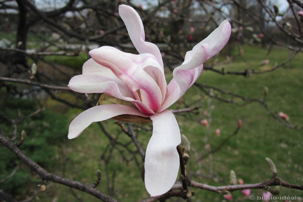 magnolia_4