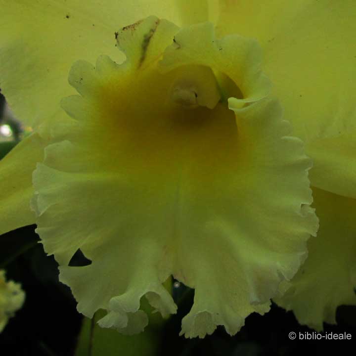 orchidaceae_brassolaeliocattleya1_12_11