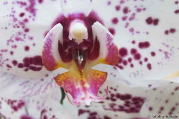 orchidee_24_01_12