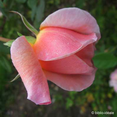 rose_2