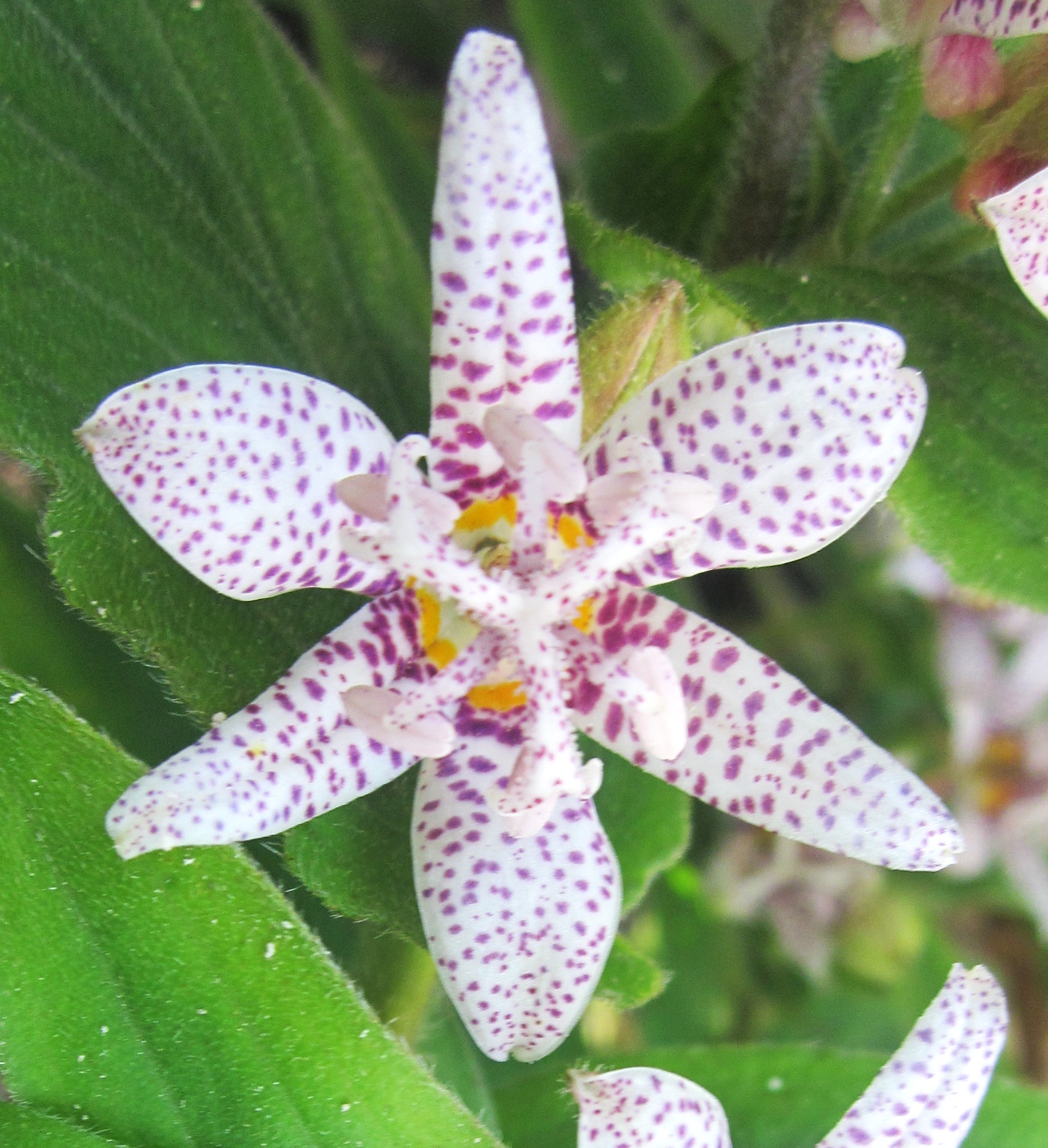 tricyrtis_sous_bois_07_10_11IMG_5779