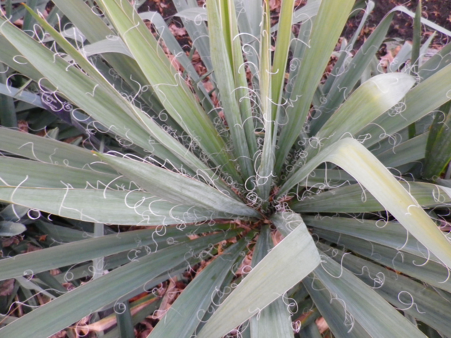 yucca_filamenteux_plante_vivace_22_11_2012_IMGP1581