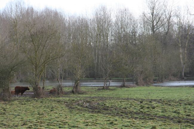 Le Marais innondé Janvier 2016 - Vache les pieds dans l'eau