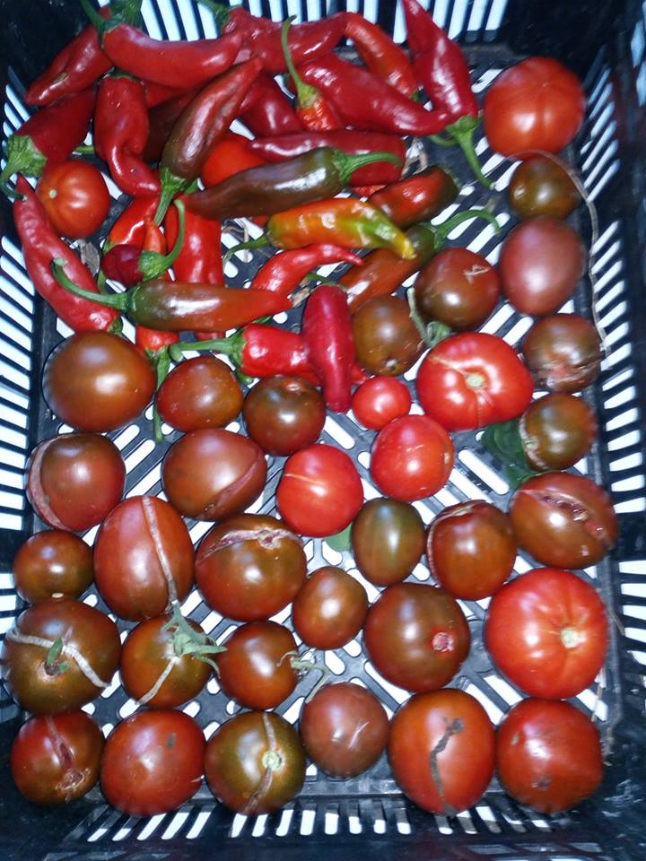 Tomate et poivrons de Michto, mesurer par une radiesthésiste, vibre au delà du cadran bovis