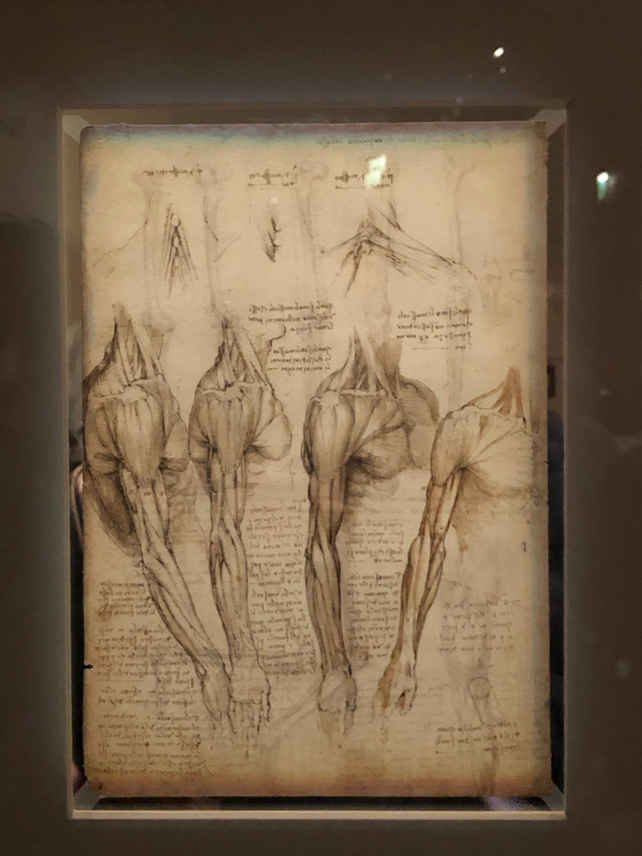 Léonard de Vinci
Anatomie
Windsor Castle, The Royal Collection, prêté par Sa Majesté la Reine Elizabeth II