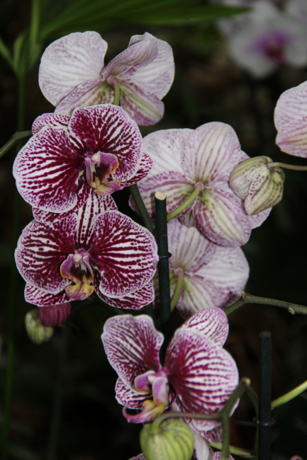 1001 orchidées au Jardin des Plantes