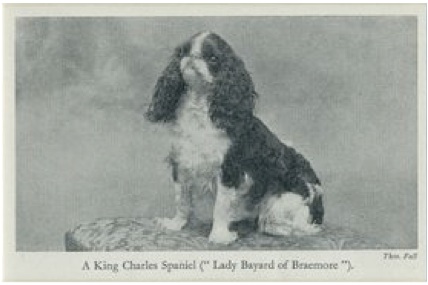 Old King Charles4.jpg