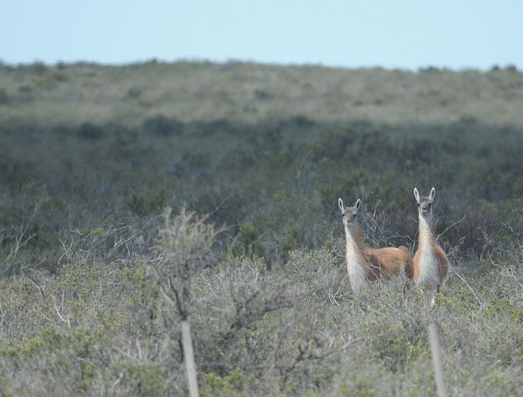 Guanacos3.jpg