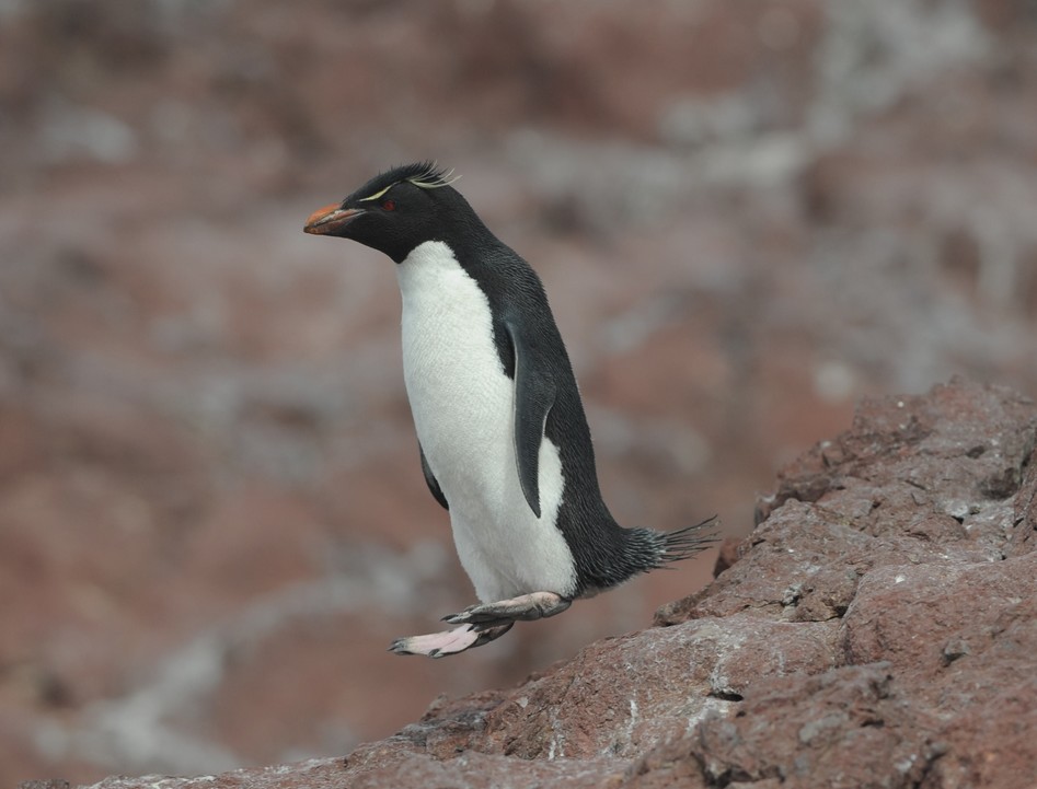 DSC_2746.JPG