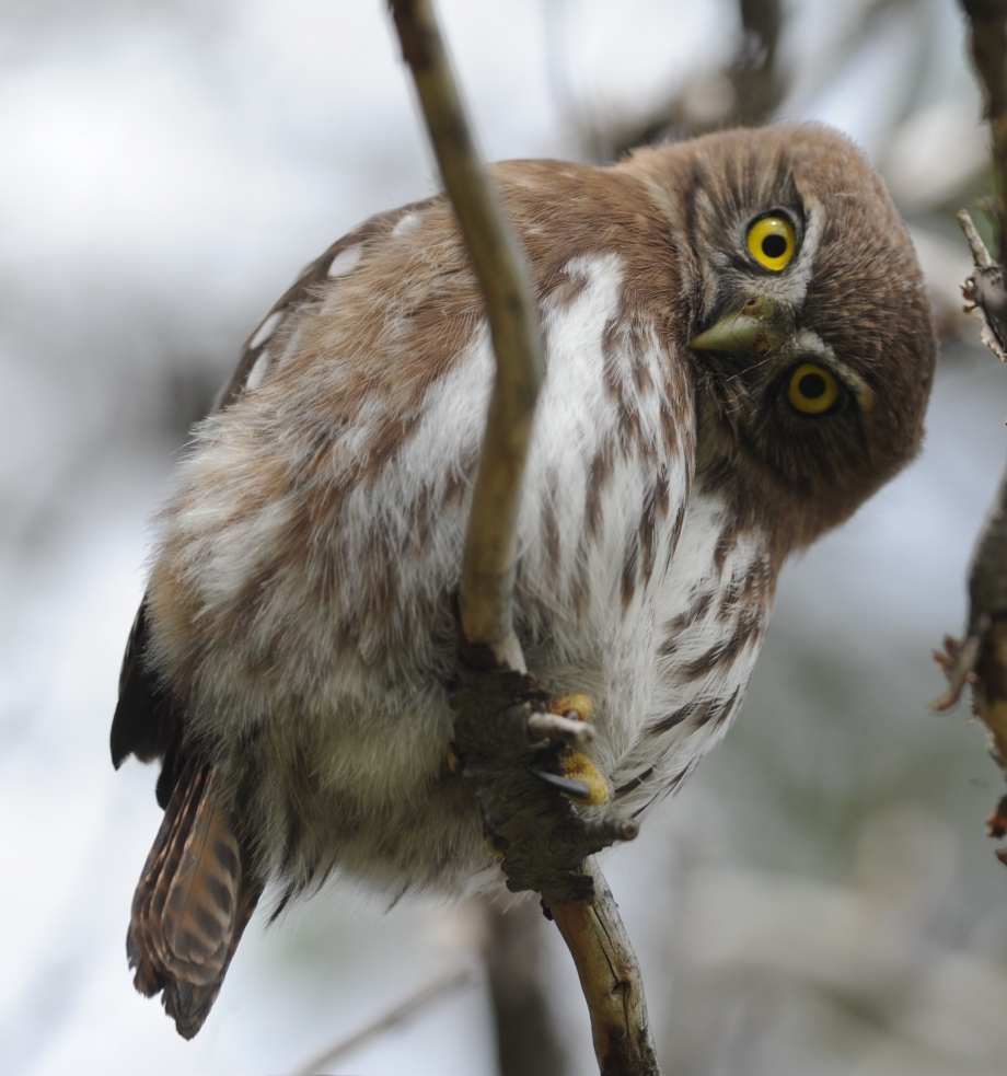 PygmyOwl_2.jpg