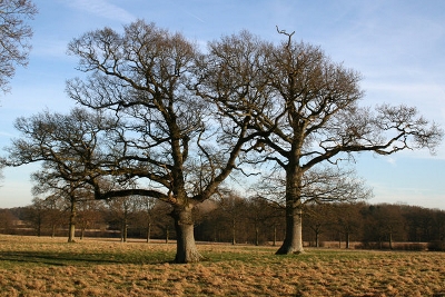 oak trees2 (400x267).jpg