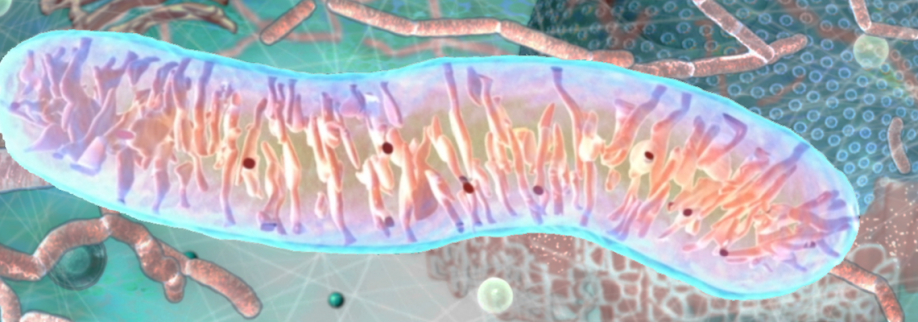 Mitochondrion.png