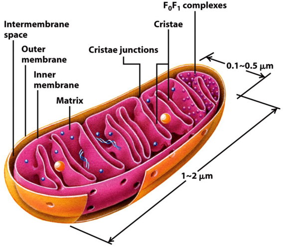 Mitochondria and cristae.jpg