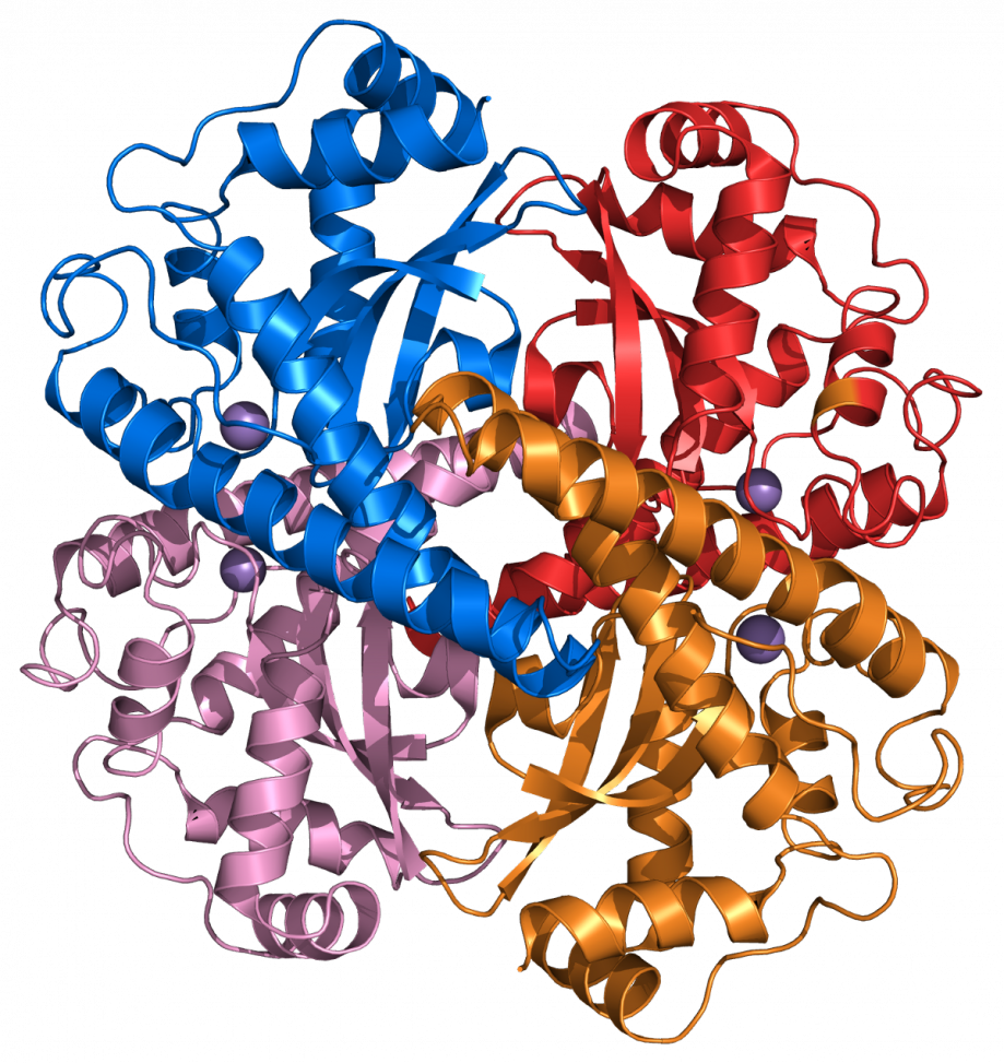 Superoxide dismutase 3D structure.png