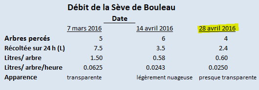 Débit de sève de bouleau 28 avril.jpg