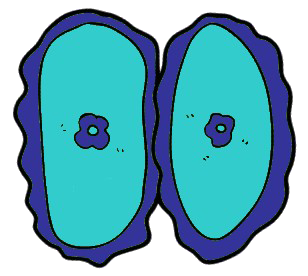 https://static.blog4ever.com/2016/03/816195/--volution-de-la--Vie---Cellule-eucaryote-double-Adam.png