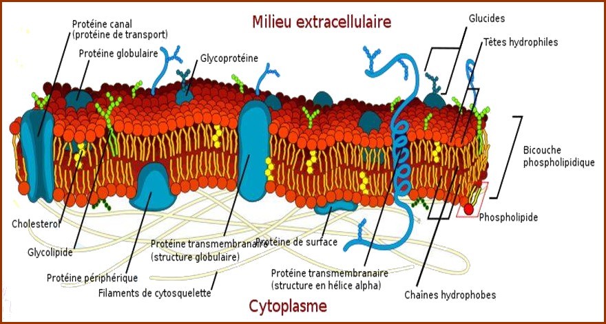 https://static.blog4ever.com/2016/03/816195/--volution-de-la--Vie---Membrane-cytoplasmique.jpg