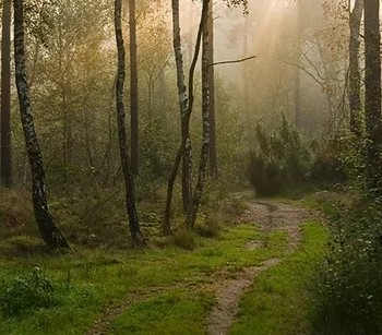 boussole à la main sur fond de forêt de pins naturels. main tenant la  boussole dans le paysage forestier. jeune voyageur à la recherche de  direction avec boussole dans les montagnes d'été.