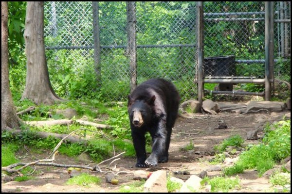 https://static.blog4ever.com/2016/03/816195/C--te-magn--tique---Chartierville---Moncton-Zoo.jpg