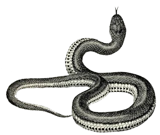 https://static.blog4ever.com/2016/03/816195/Chronique-004---Serpent.png