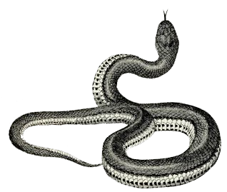 https://static.blog4ever.com/2016/03/816195/Chronique-005---Serpent.png