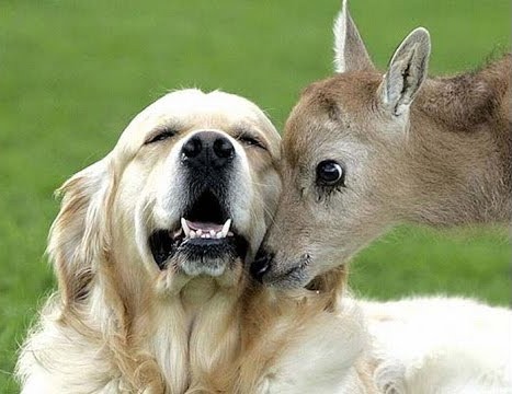 https://static.blog4ever.com/2016/03/816195/Conscience---Amour-chien-bambi.jpg