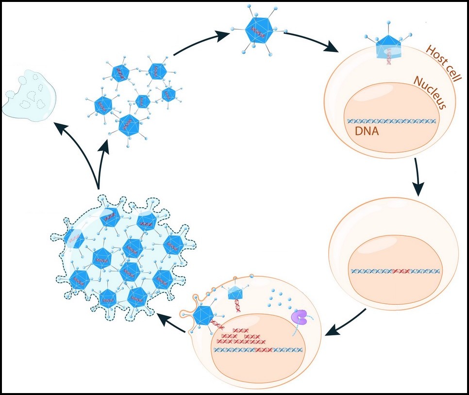 https://static.blog4ever.com/2016/03/816195/Pand--mie---Covid---Virus-multiplication.jpg