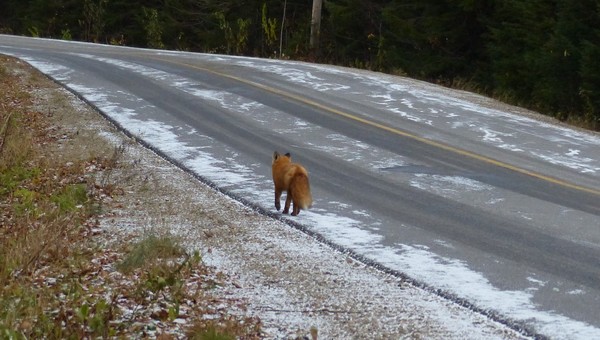 https://static.blog4ever.com/2016/03/816195/Parc-Jacques-Cartier---Sentier-Loups---Renard.JPG