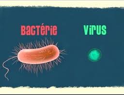virus vs bacterie.jpg