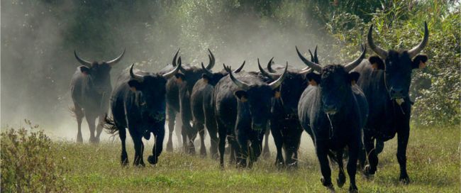 Arles et ses taureaux Camarguais