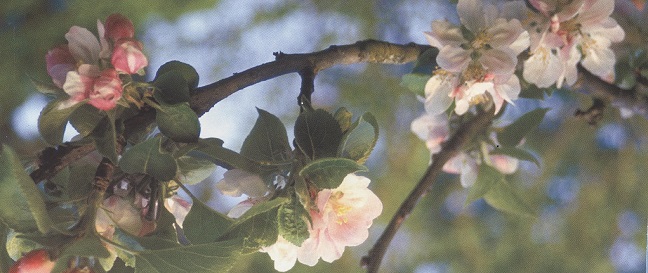 fleurs de Pommier.jpg