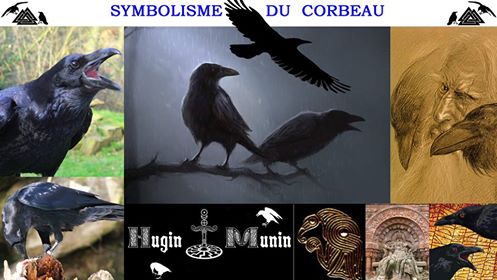 corbeau 2.jpg