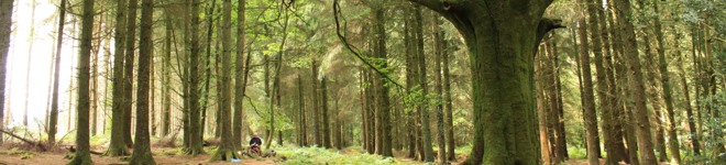 clairiere-colline-des-leus