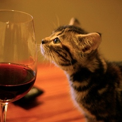 cat-glass-vin.jpg