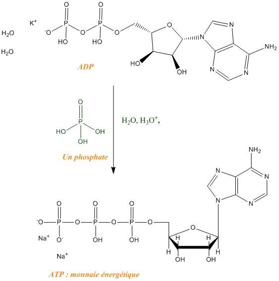 Phosphorylation ADP.jpg