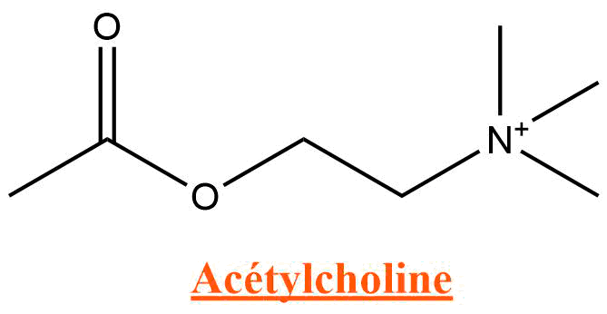 acétylcholine.png
