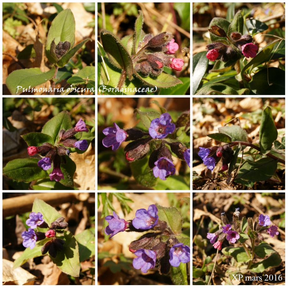 Pulmonaria obscura (Boraginaceae) 3.jpg