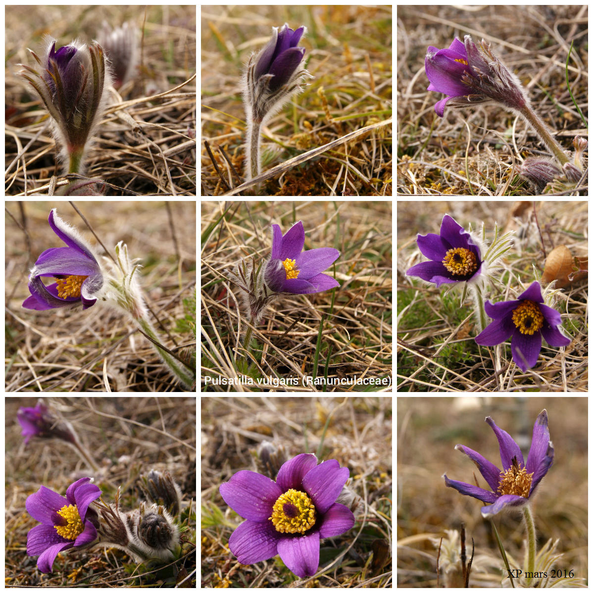 Pulsatilla vulgaris ataraxie.jpg