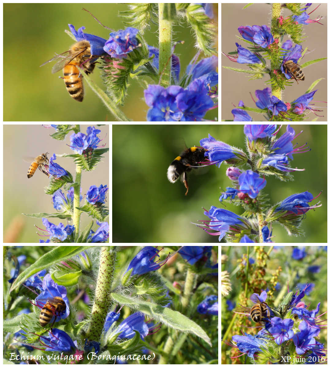 Blauer Natternkopf Echium Vulgare tournées Plante Sauvage pour Bourdons et abeilles