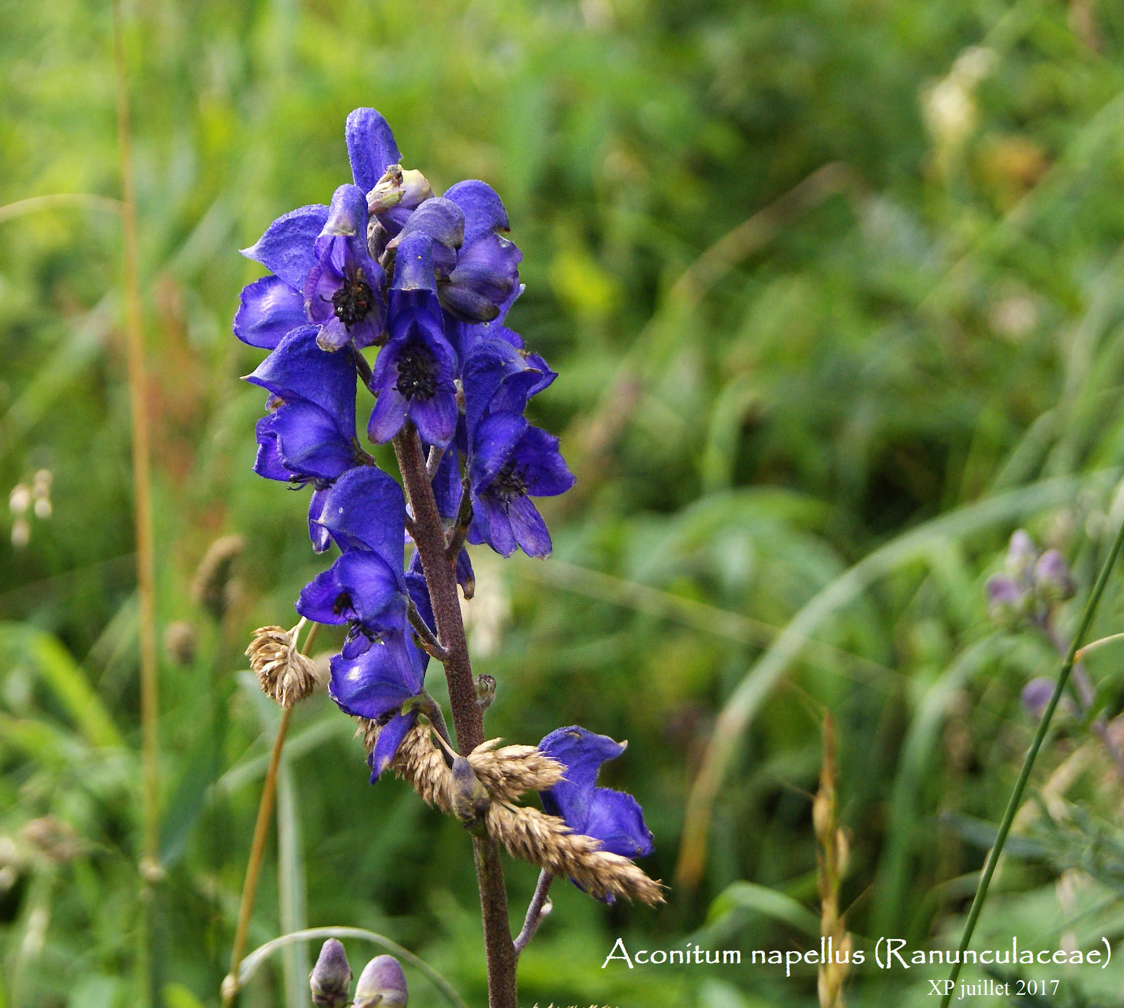 Aconit napel (Ranunculaceae) dans le cirque du Wormspel 14.07.2017