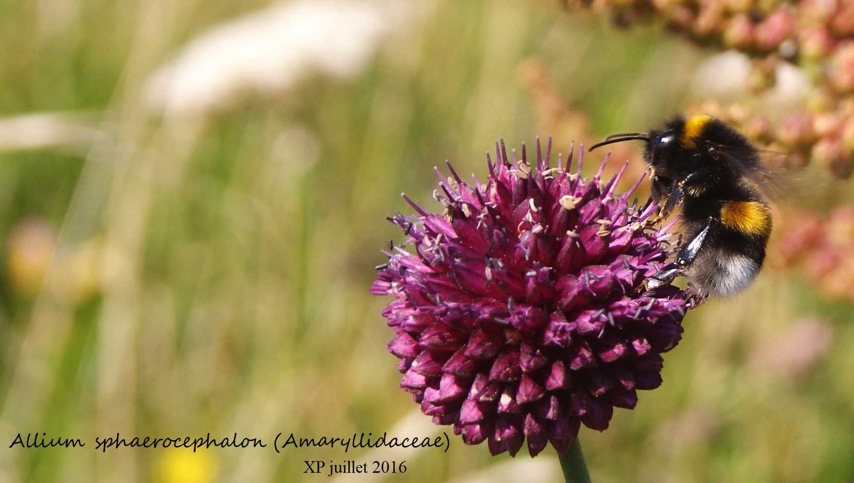 Bourdon butinant une fleur d'Ail à tête ronde, dune côtière de Mesperleuc ( Plouhinec 29), le 14 juillet 2016.