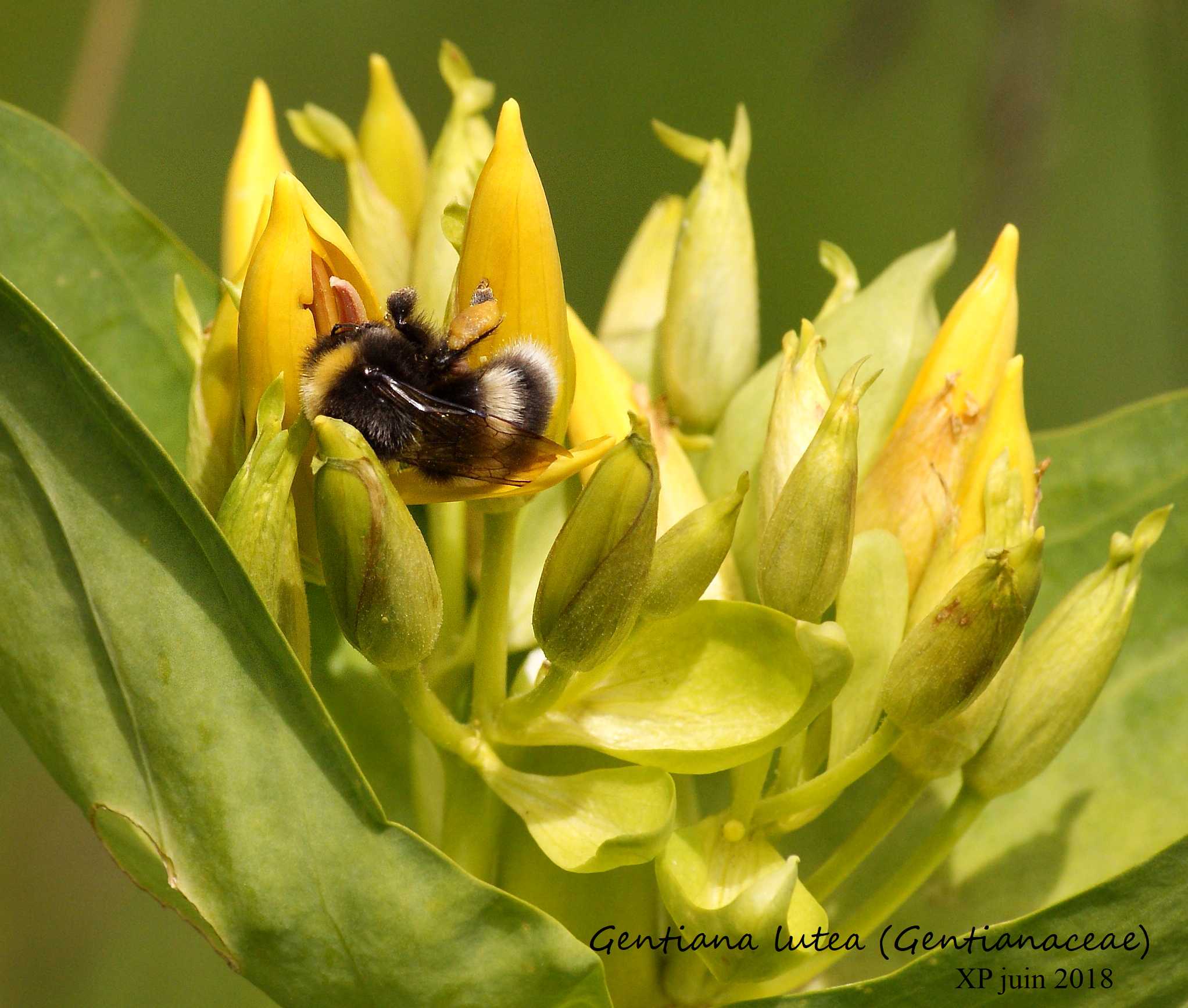 Les fleurs de la Gentiane jaune sont rassemblées en un pseudo-verticille. Le bourdon récolte tranquillement pollen et nectar d'une fleur à l'autre. Crêtes vosgiennes entre le Kastelberg et le Hohneck, le 24 juin 2018