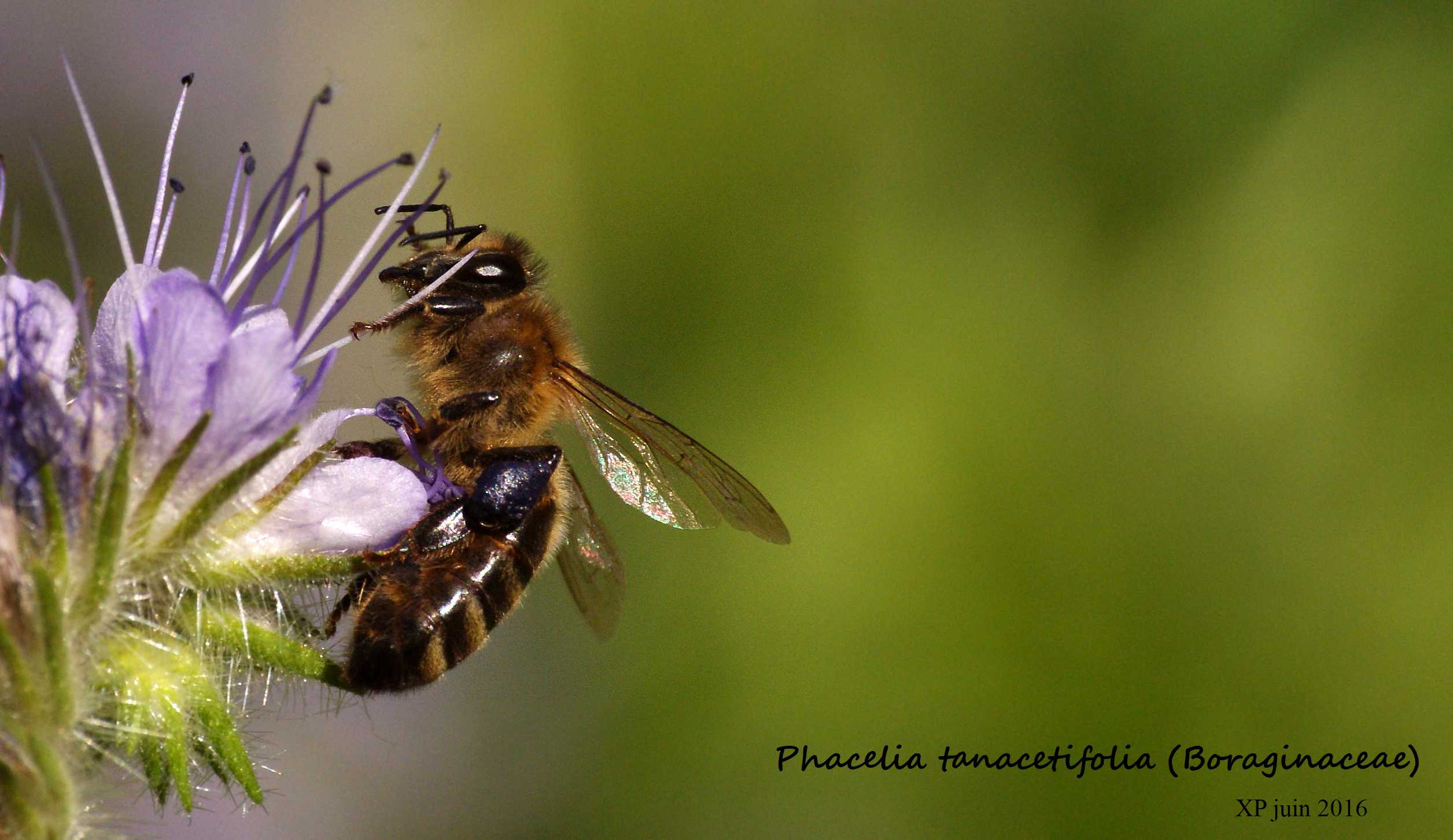 Les abeilles au jardin. Colmar le 9 juin 2016