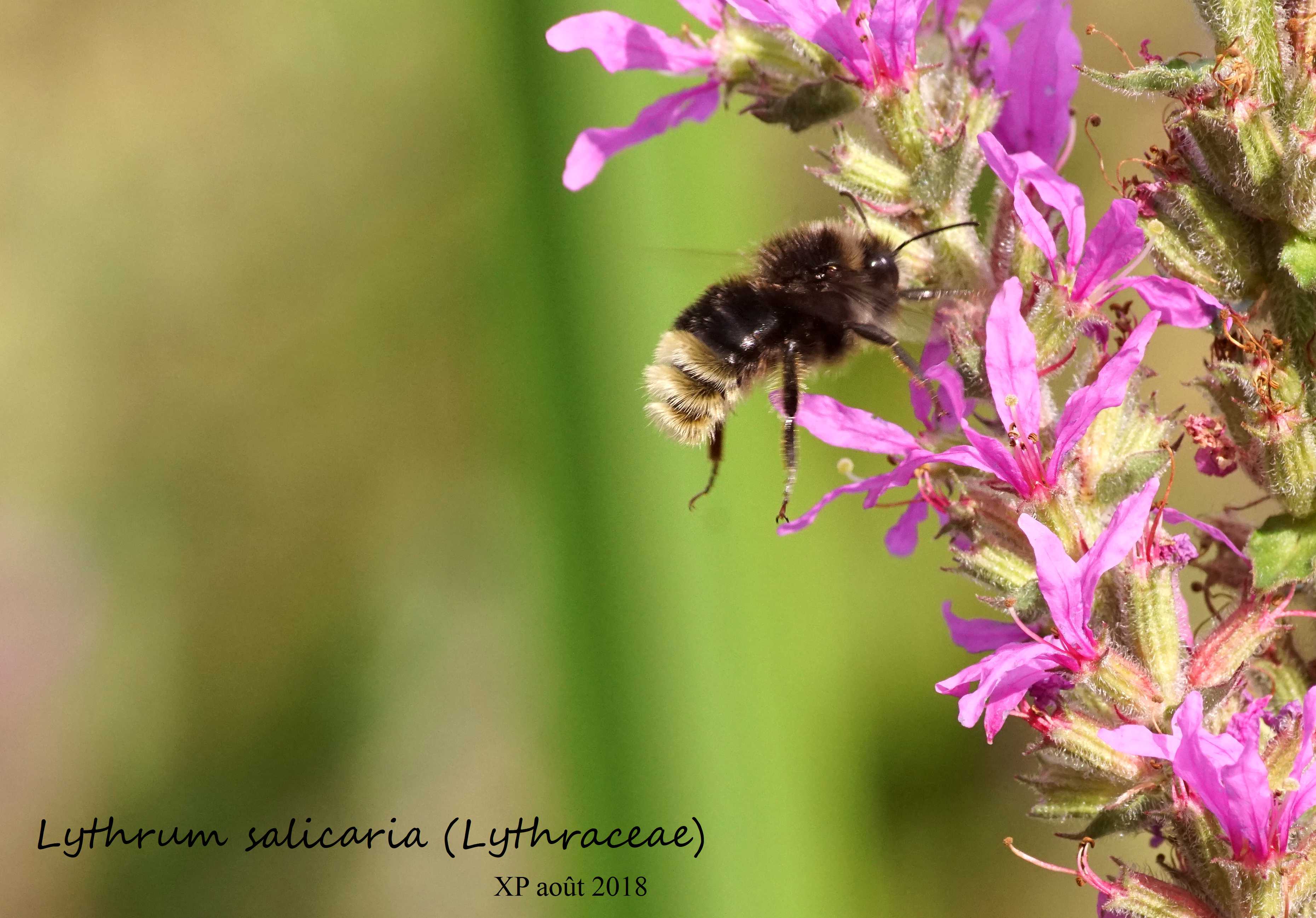 Faire connaissance :
Tache colorée source de nectar et de pollen ? (Bourdon)
Plante 